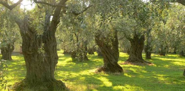 Zeytinliklere santral kurma izni geliyor