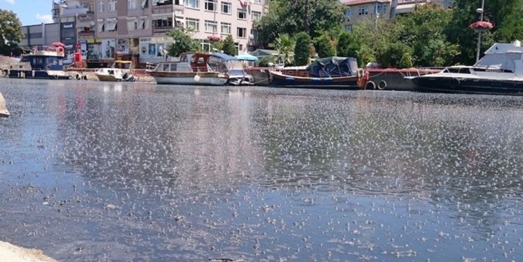 Kurbağalıdere tehdidi, Marmara'ya yayıldı