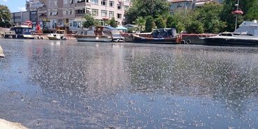 Kurbağalıdere tehdidi, Marmara'ya yayıldı