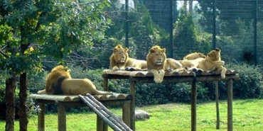 Türkiye'nin en büyük 5 hayvanat bahçesi