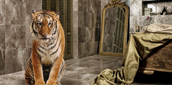 Bien reklam filmi Bengal Kaplanı