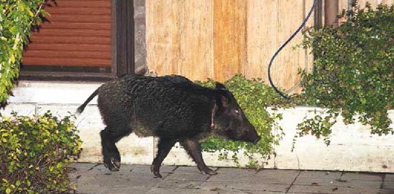 Bebek Yaban Domuzu Bebek Yaban Domuzu