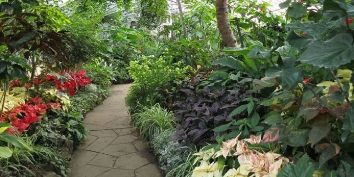 Allan Gardens Conservatory