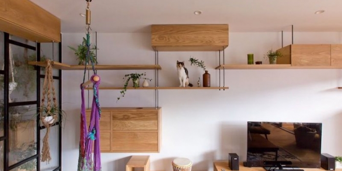 Bu daire kediler için tasarlandı 