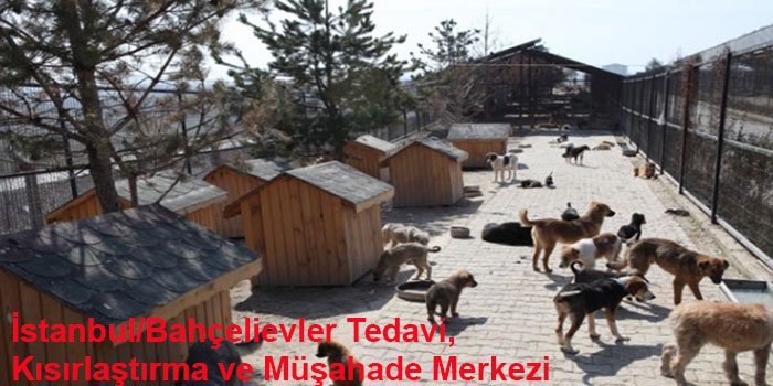 istanbulun-10-hayvan-barinagi-1444308282-0