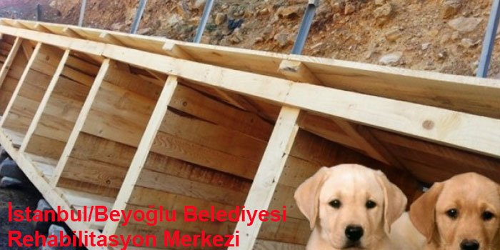 istanbulun-10-hayvan-barinagi-1444308282-2