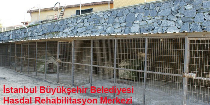 istanbulun-10-hayvan-barinagi-1444308282-3