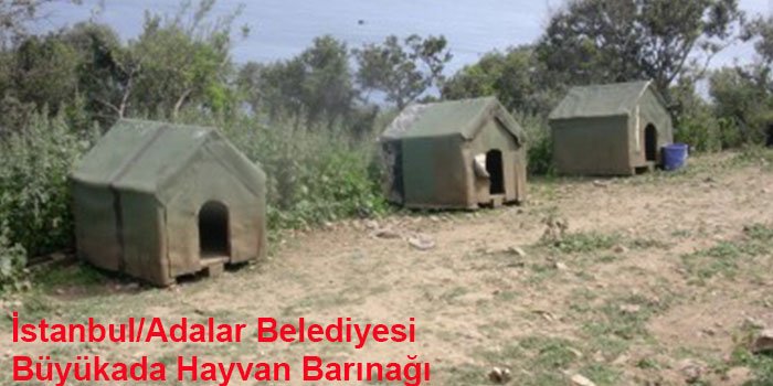 istanbulun-10-hayvan-barinagi-1444308282-6