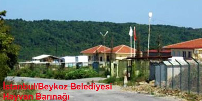 istanbulun-10-hayvan-barinagi-1444308282-7