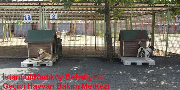 istanbulun-10-hayvan-barinagi-1444308282-8
