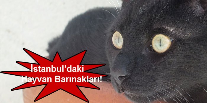 istanbulun-10-hayvan-barinagi-1444308282