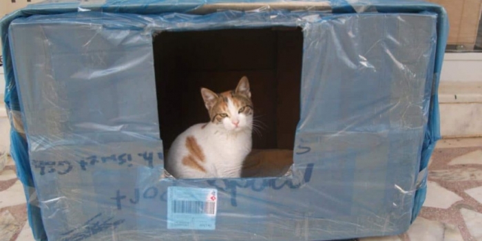Kedi Evi nasıl yapılır?