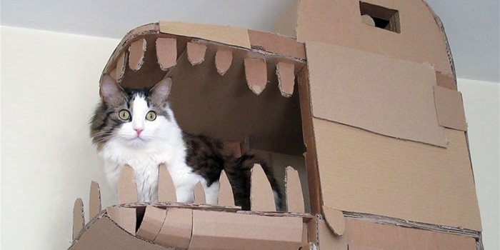 Kedi Evi nasıl yapılır?