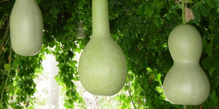 Kuş evi nasıl yapılır?